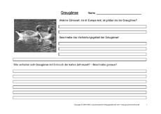 Arbeitsblatt-Graugänse-1.pdf